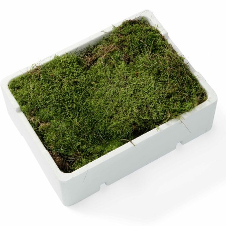 Flat Moss