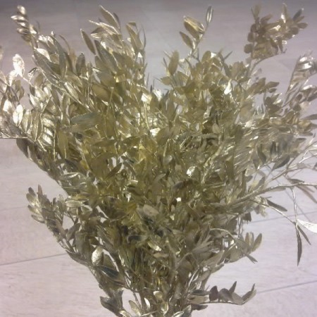 Pistachio 'Gold' Pistacia lentisucus