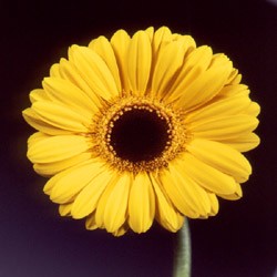 Gerbera 'Amby' Gerbera