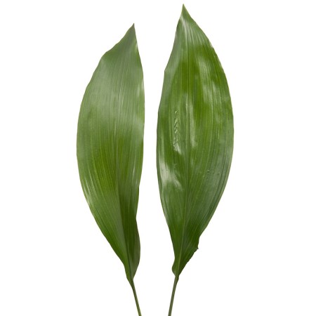 Aspidistra Aspidistra Elatior