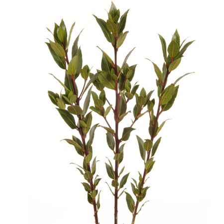 Bay Leaf, Bay Laurel, Sweet Bay Laurus Noblis. Cut Foliage | Sunflora