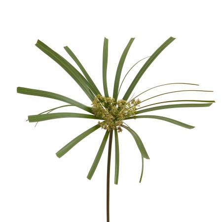 Cyperus Diffusus Alternofolius Cyprus Papyrus, Umbrella Plant
