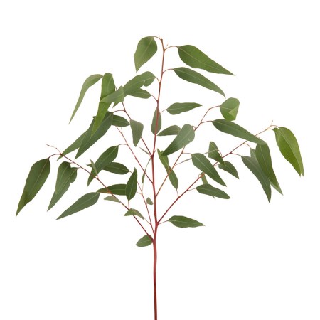 Eucalyptus 'Beak' eucalyptus camaldulensis