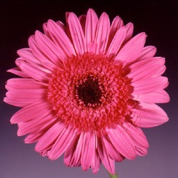 Gerbera 'Anna Carina' Gerbera