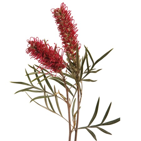 Grevillea 'Misty Red'