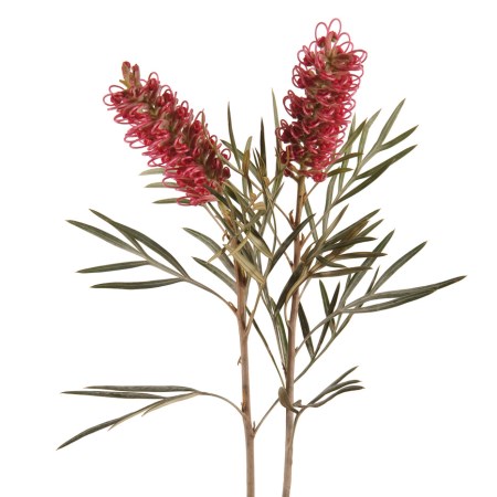 Grevillea 'Pink Willy'