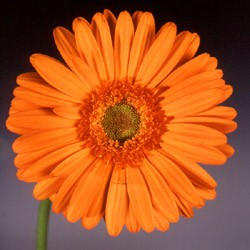 Gerbera 'California' Gerbera