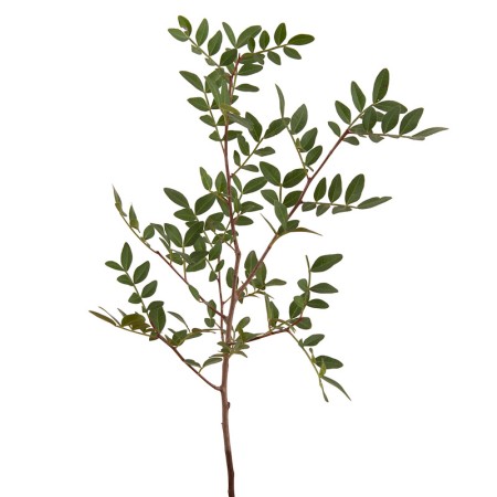 Myrtus