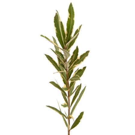 Nerium Oleander, Nerine Nerium Oleander Varigated