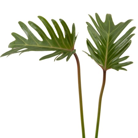 Philodendron 'Xanadu' Philodendron Xanadu