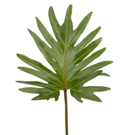 Philodendron 'Xantal' Philodendron Xantal