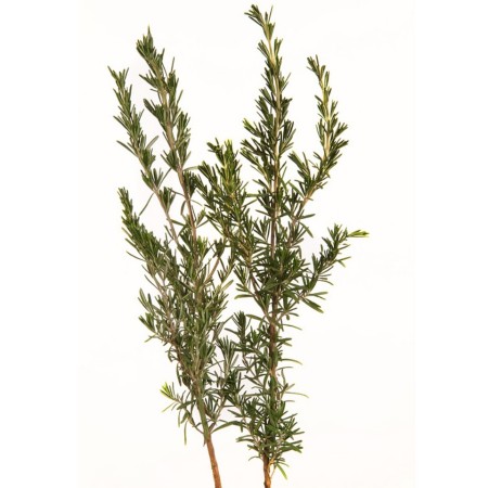 Rosemary Rosmarinus Officinalis