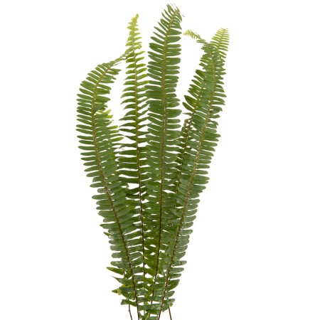 Sharon Fern, Sword Fern Nephrolepsis Fern