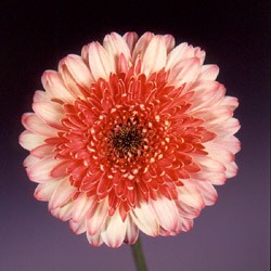 Gerbera 'Konfetti' Gerbera