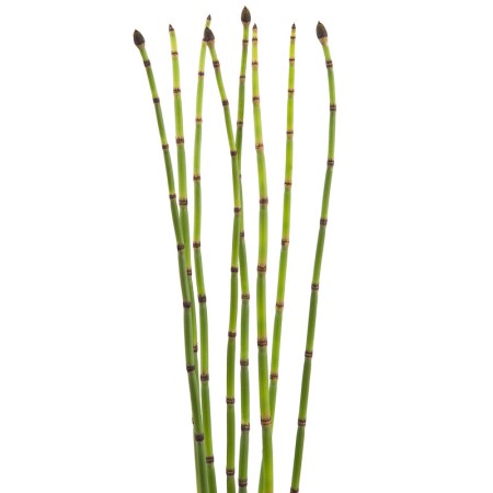 Snake Grass, Horse Tail Equisetum Hyemale