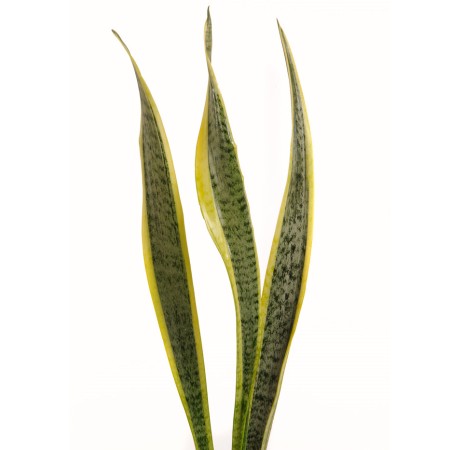 Sansevieria 'Snake Plant, Mother in Law's Tongue' Sansevieria Trifasciata