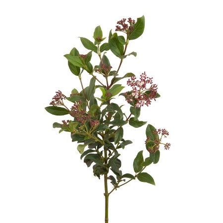 Viburnum Tinus Viburnum Viorne