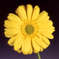 Gerbera 'Lyonella' Gerbera