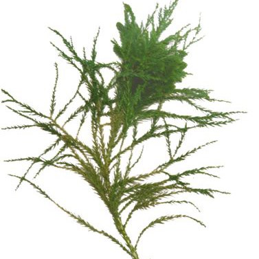 Conifer Clyptomiria 'Klein' Cypress