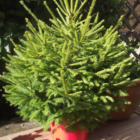 Norway Spruce '1.2m'