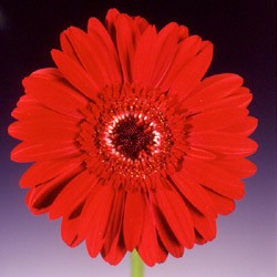 Gerbera 'Carmina' Gerbera