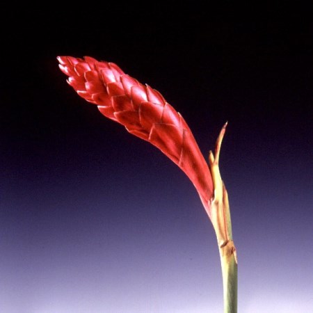 Ginger flower 'Red' Alpinia purpurata
