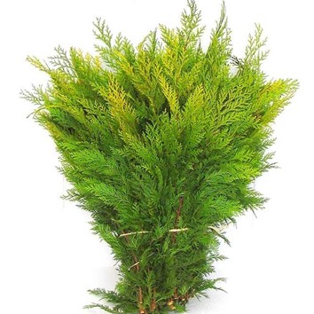 Conifer 'Yellow'