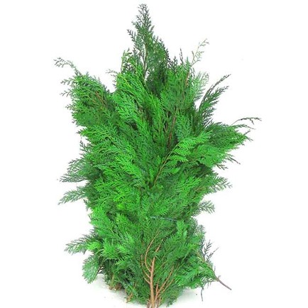 Conifer 'Green'
