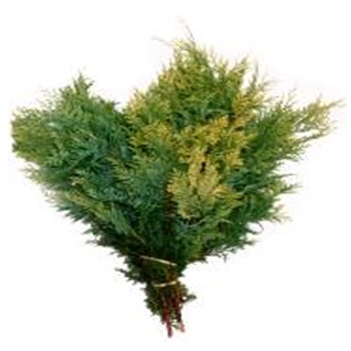 Conifer 'Plumosa'