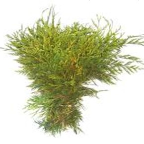 Conifer 'Tuja Zebrina'