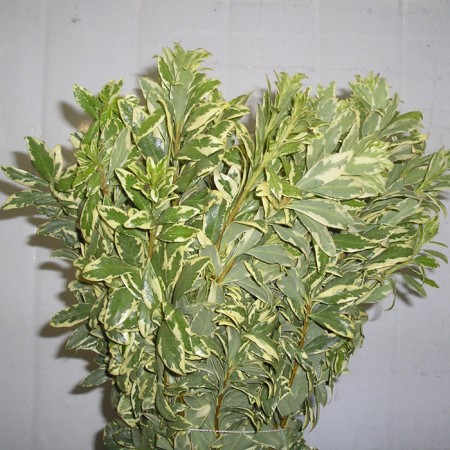 Pittosporum 'Tal' Pittosporum