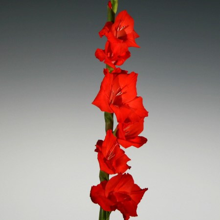 Gladioli 'Red Beauty' Gladiolius