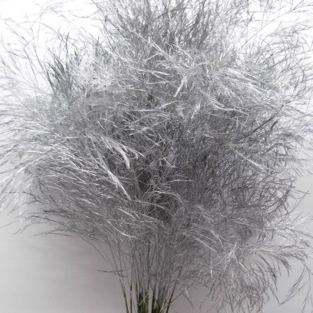 Tree Fern 'Painted Silver'