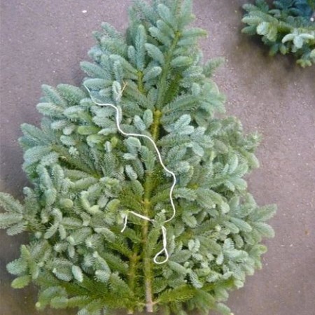 Noble Fir