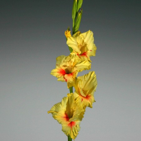 Gladioli 'Yester' Gladiolius