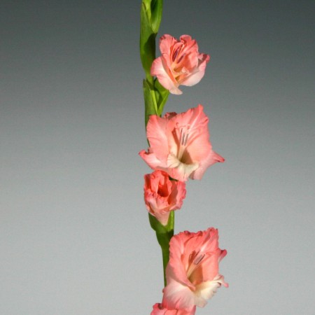 Gladioli 'Esta Bonita' Gladiolius