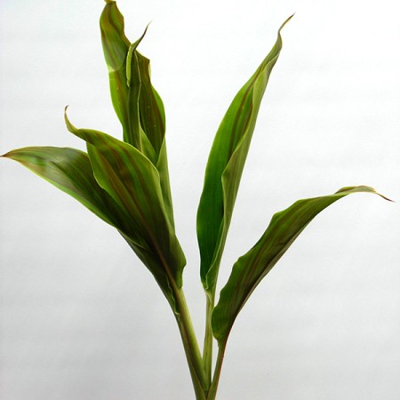 Cordyline 'Shelbert' Cordyline terminalis