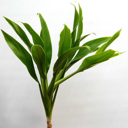 Cordyline 'Snow Top' Cordyline terminalis