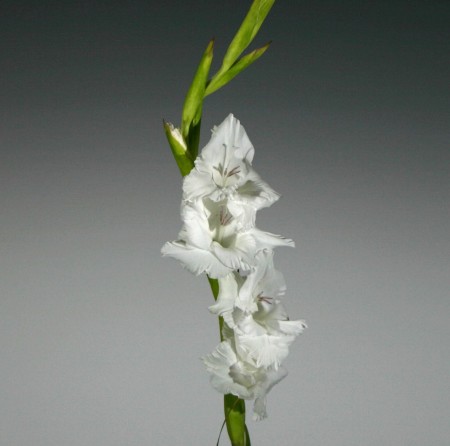 Gladioli 'White Goddess' Gladiolius