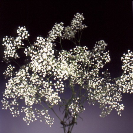 Gypsophila 'Million Star' Gypsophila