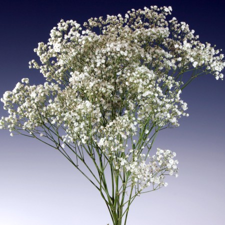 Gypsophila 'New Love' Gypsophila