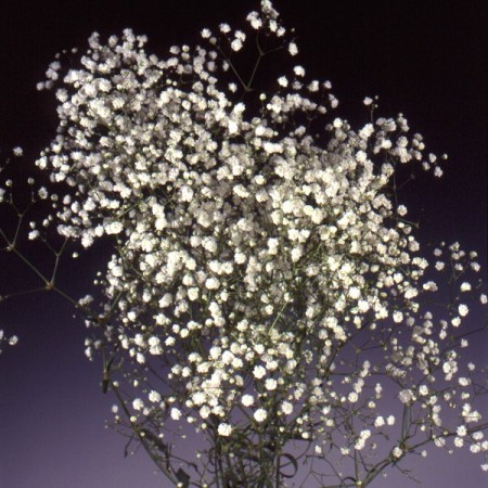 Gypsophila 'New Hope' Gypsophila