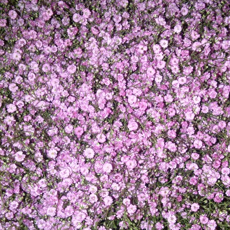 Gypsophila 'Natural Pink' Gypsophila