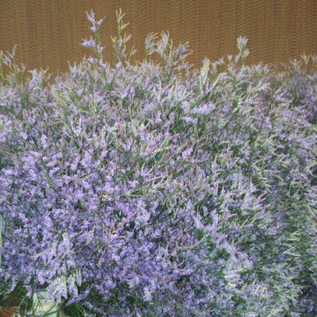 Limonium Limonium Safora