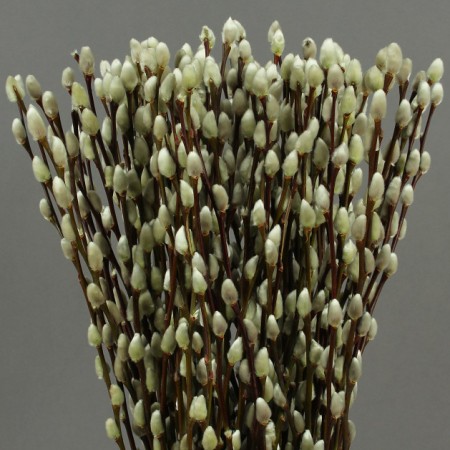 Pussy Willow 'Natural' Salix