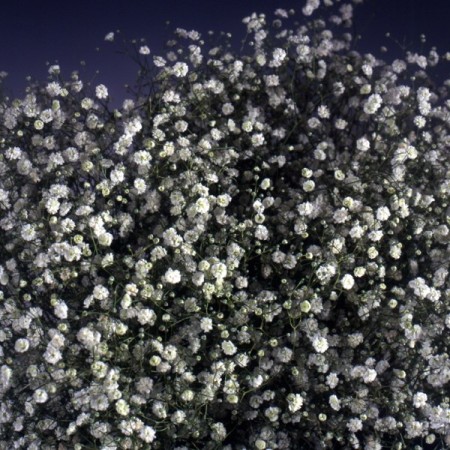 Gypsophila 'Perfecta' Gypsophila