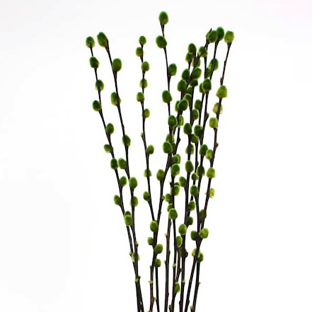 Pussy Willow 'Apple Green' Salix