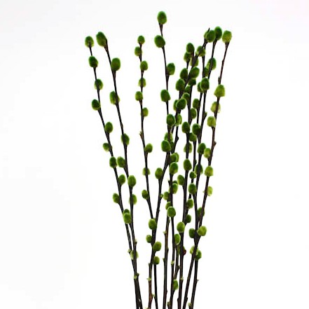 Pussy Willow 'Apple Green' Salix