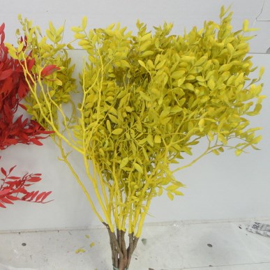 Painted Pistachio 'Yellow' Pistacia vera