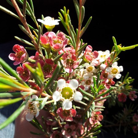 Wax Flower 'Sweet Sixteen' Chamelaucium uncinatum